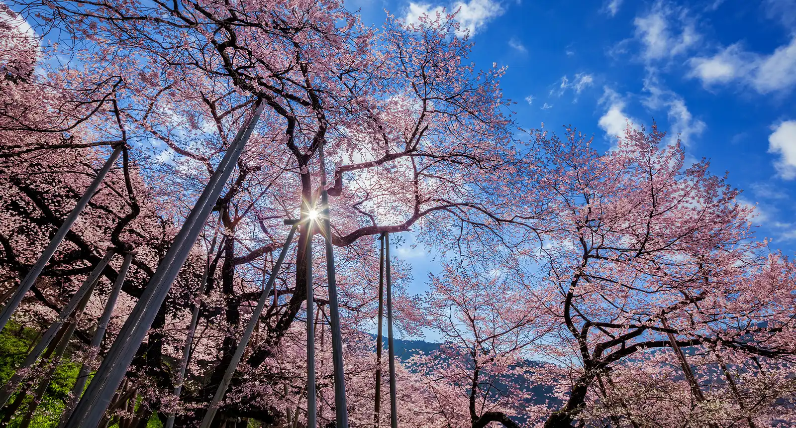 春(3月頃)イメージ画像